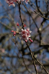 Flor de cerejeira em bosque  no outono inverno