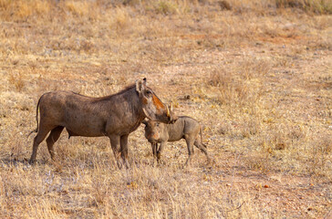 Warthog mother and young piglet, Phacochoerus africanus, adult profile with four tusks. Samburu National Reserve, Kenya, Africa. Wildlife on African safari vacation