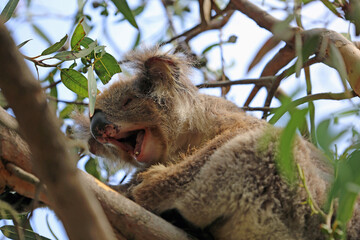 Yawning Koala - Kennett River, Victoria, Australia