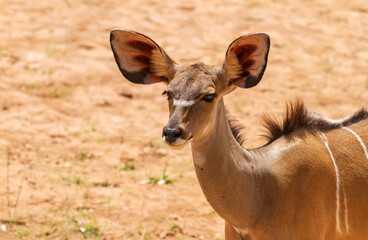 Greater kudu female cow, Tragelaphus strepsiceros, face with big ears and eyes. Samburu National Reserve, Kenya, Africa. Large eared wild antelope on African safari