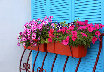 Fototapeta na wymiar Beautiful bright petunia flowers in pots outdoors