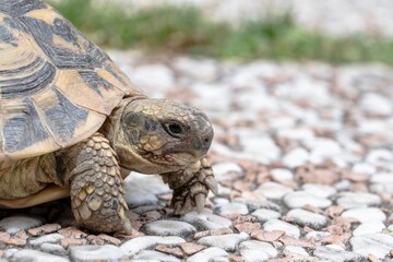 Terrestrial turtle in the garden