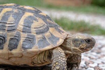 Terrestrial turtle in the garden