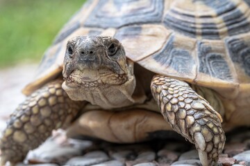Terrestrial turtle in the garden
