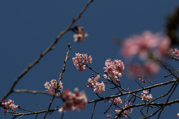 Flor de cerejeira em bosque  no outono inverno