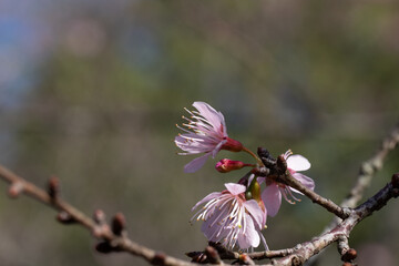 Flor de cerejeira em bosque  no outono inverno
