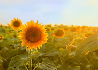 sunflower field at sunset close up