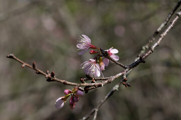 Flor de cerejeira em bosque  no outono inverno