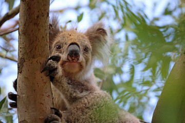 Cute Koala - Kennett River, Victoria, Australia