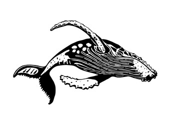 whale cartoon vector