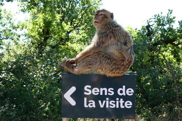 singe sur un panneau 