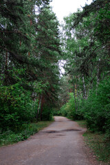 Fototapeta na wymiar Forest road between trees. A path for walking in the fresh air.