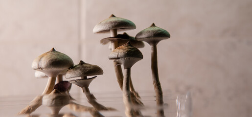 Scientific research on the effects of psilocybin mushrooms on the human body and mind