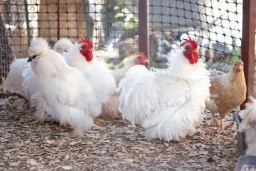 White curly hens and a rooster. Poultry farming on the farm.