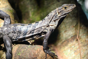 big lizzard on tree in costa rica, central America
