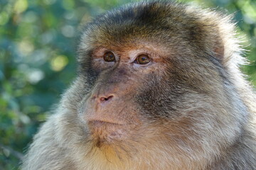 singe adulte regarde son petit