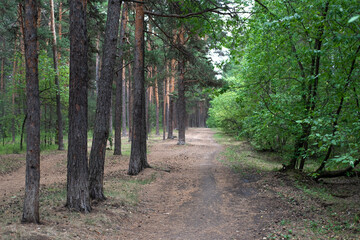 Forest road between trees. A path for walking in the fresh air.