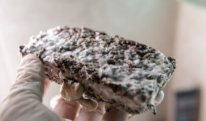 professional growing of psilocybin mushrooms in America. Scientific studies of the effects of psilocybin on the human brain