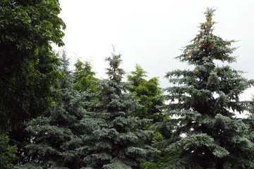 tops of green blue firs in cloudy weather. forest