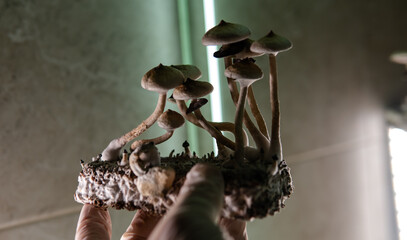 professional growing of psilocybin mushrooms in America. Scientific studies of the effects of psilocybin on the human brain