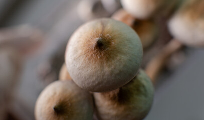 professional growing of psilocybin mushrooms in America. Scientific studies of the effects of psilocybin on the human brain