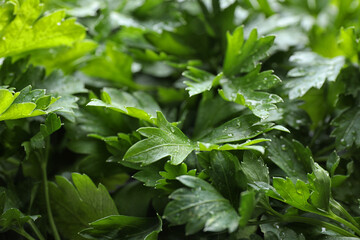 Fresh green organic parsley as background, closeup