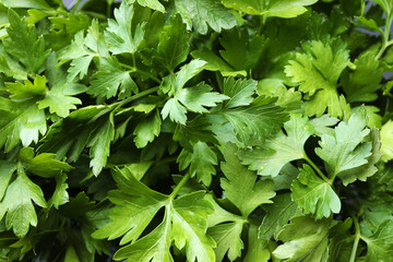 Fresh green organic parsley as background, closeup