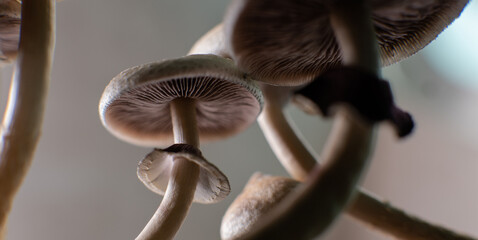 professional growing of psilocybin mushrooms in America. Scientific studies of the effects of psilocybin on the human brain
