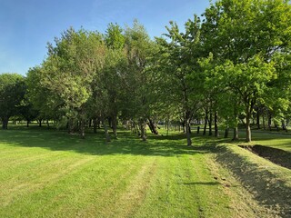 Trees in a lawn setting, set against a blue sky, on the outskirts of, Bradford, Yorkshire, UK