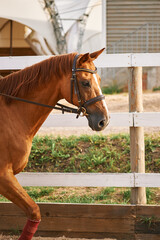 vertical portrait of brown horse in motion on ranch