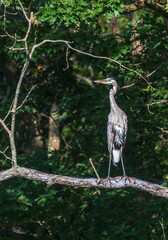 Great blue heron looking to the side while standing on a branch