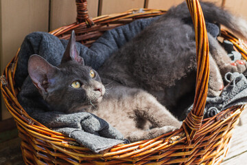 a grey cat is lying in a basket in the sun