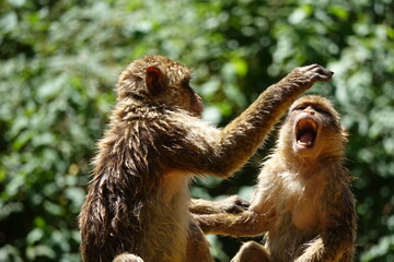 bagarre deux frères singes