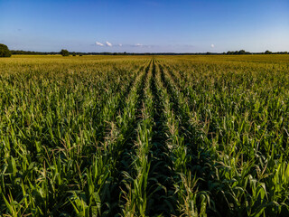 corn field from above blue sky summer  - obrazy, fototapety, plakaty