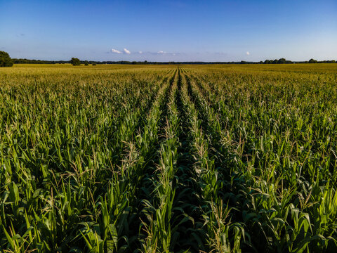 Corn Field From Above Blue Sky Summer 