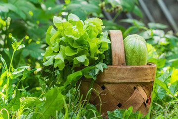 a wicker basket of vegetables stands on a green lawn