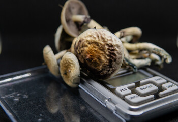 Scientific research on the effects of psilocybin mushrooms on the human body and mind