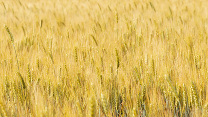 Gold background with young wheat ears on the field. Wide banner