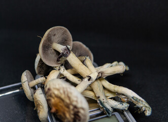 growing magic mushrooms at home, legalizing psilocybin mushrooms in the world