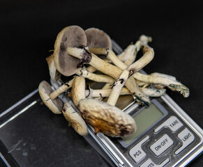 professional growing of psilocybin mushrooms in America. Scientific studies of the effects of psilocybin on the human brain
