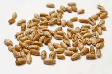 Wheat malt on white isolated background. Pile of cereal grains scattered on the table close-up. Seeds of barley, wheat, oats, rye, triticale macro shooting. Natural dry grain in the center of image