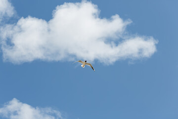 Latająca mewa z błękitnym niebem i białą chmurę w tle