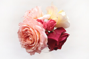rose su sfondo bianco, roses flower on white background