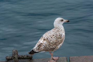 A closeup picture of a seagull. Blue water in the background.