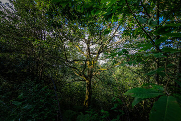Zonas verdes, naturaleza del entorno de Zugarramurdi y Urdazubi