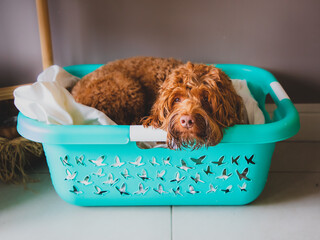 Australian Labradoodle relaxing in a laundry basket.