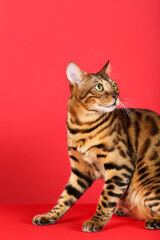 Beautiful brown cat on red background