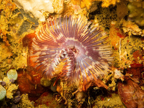 Feather star, Crinoid at a tropical coral reef near Puerto Galera in the Philippines