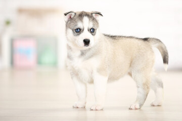 Husky puppy standing in room at home