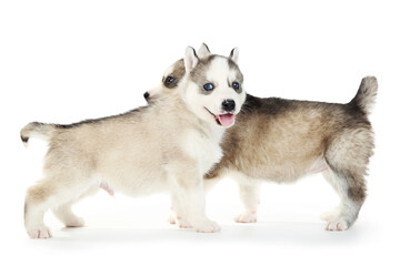 Husky puppies isolated on white background